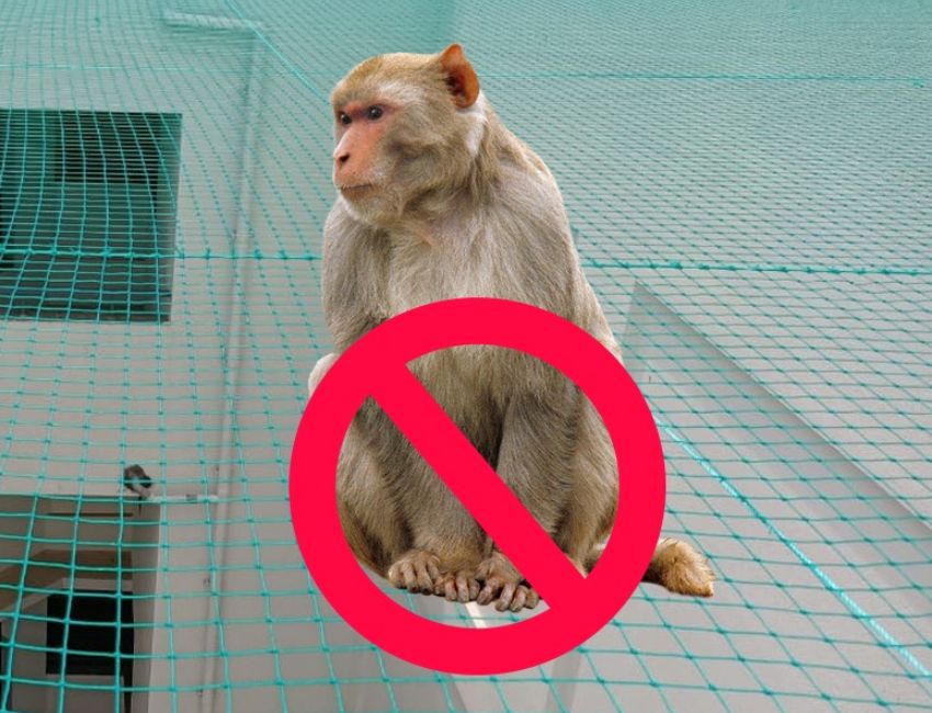 Monkey Safety Nets