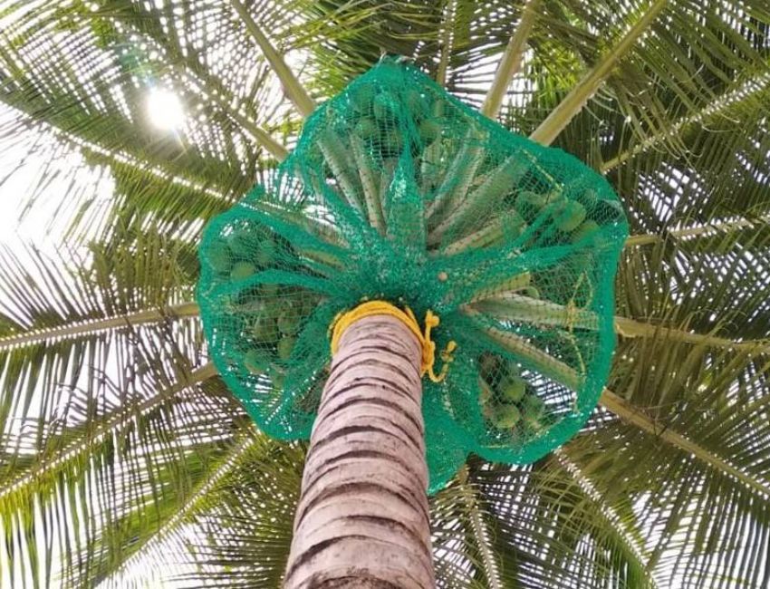 Coconut Tree Safety Nets in Pune