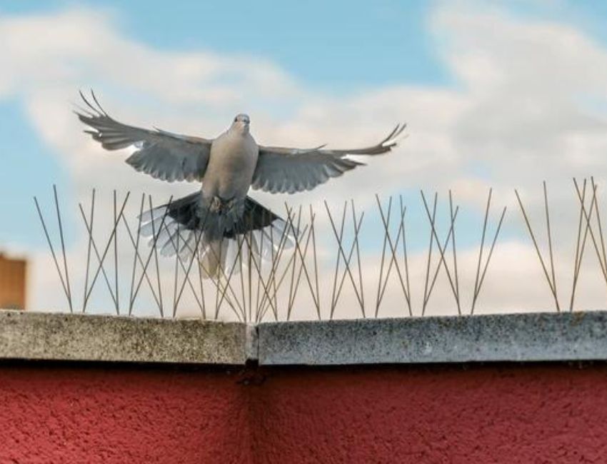 Anti Bird Spikes in Pune